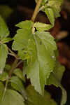 Hammock snakeroot